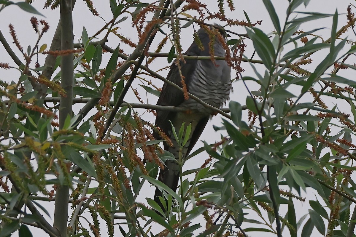 Common Cuckoo - ML620706731