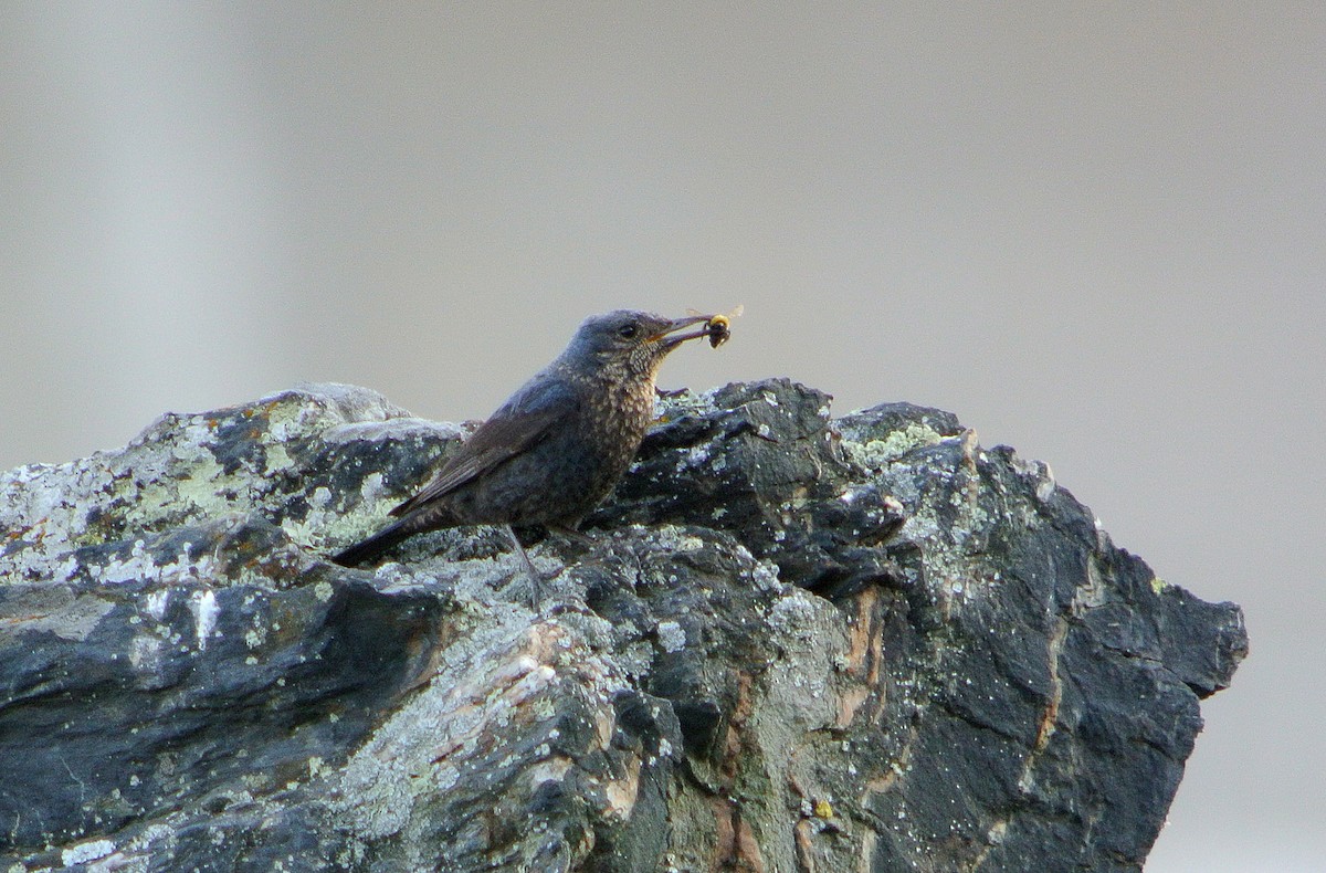 Blue Rock-Thrush - ML620706735