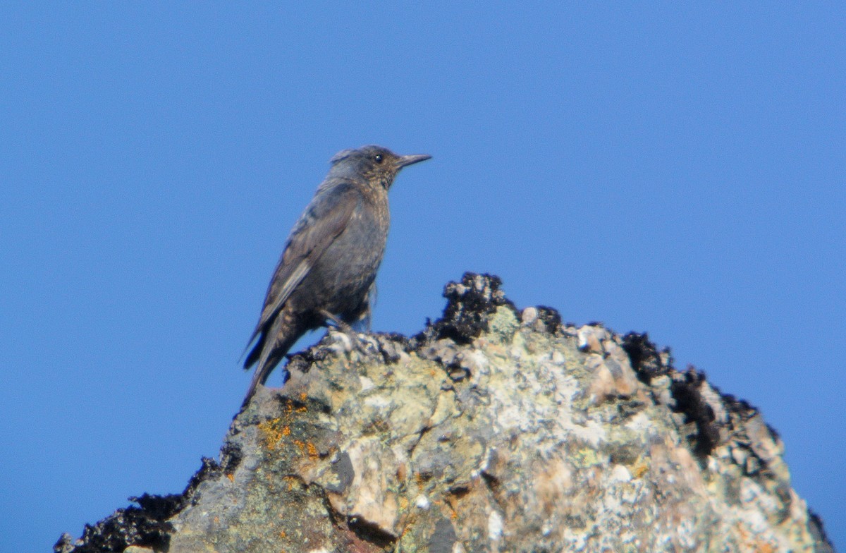 Blue Rock-Thrush - ML620706736