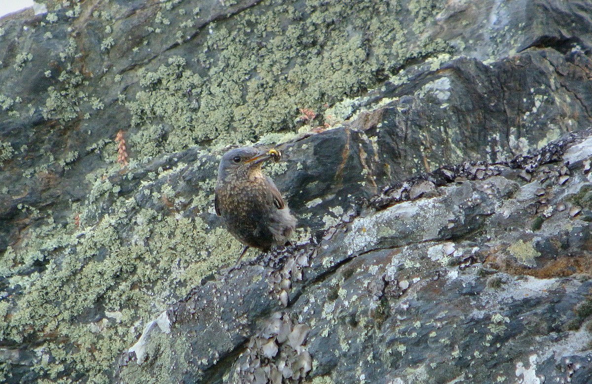 Blue Rock-Thrush - ML620706737