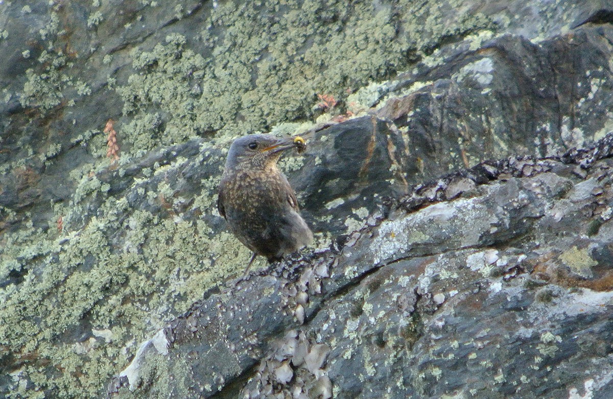 Blue Rock-Thrush - ML620706738