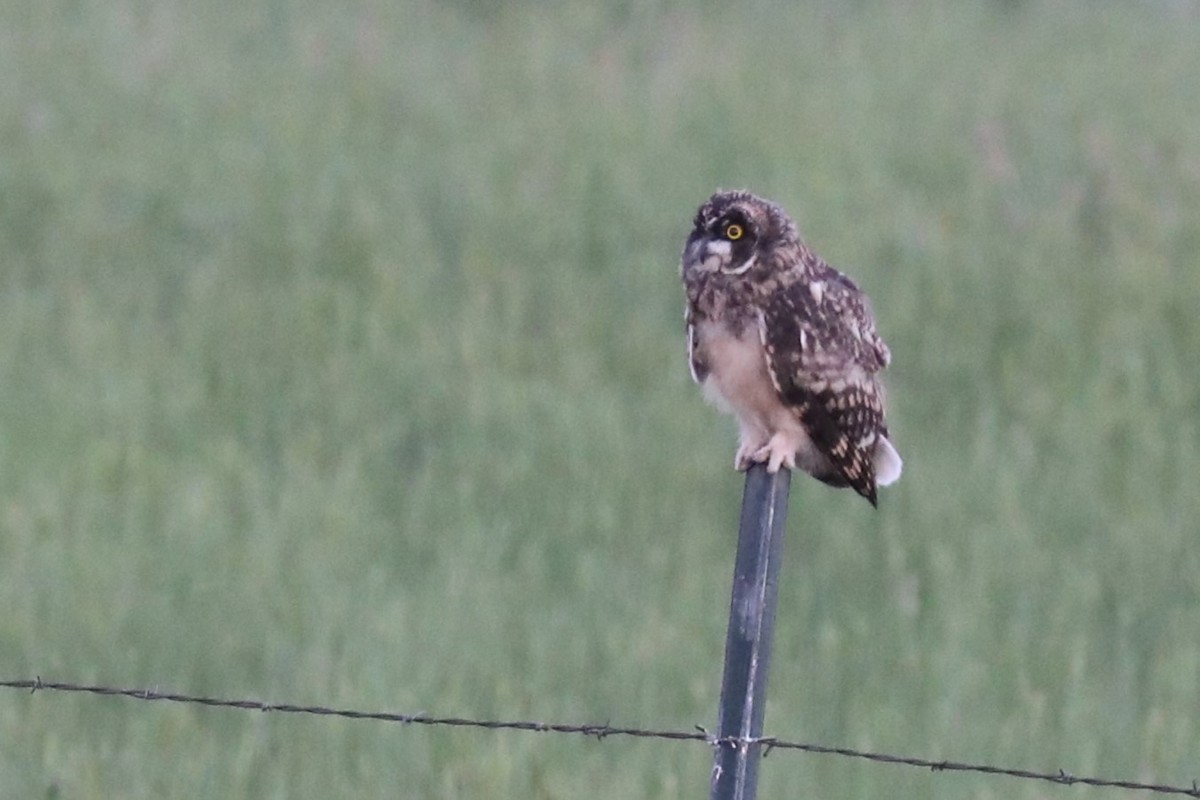 Short-eared Owl - ML620706744