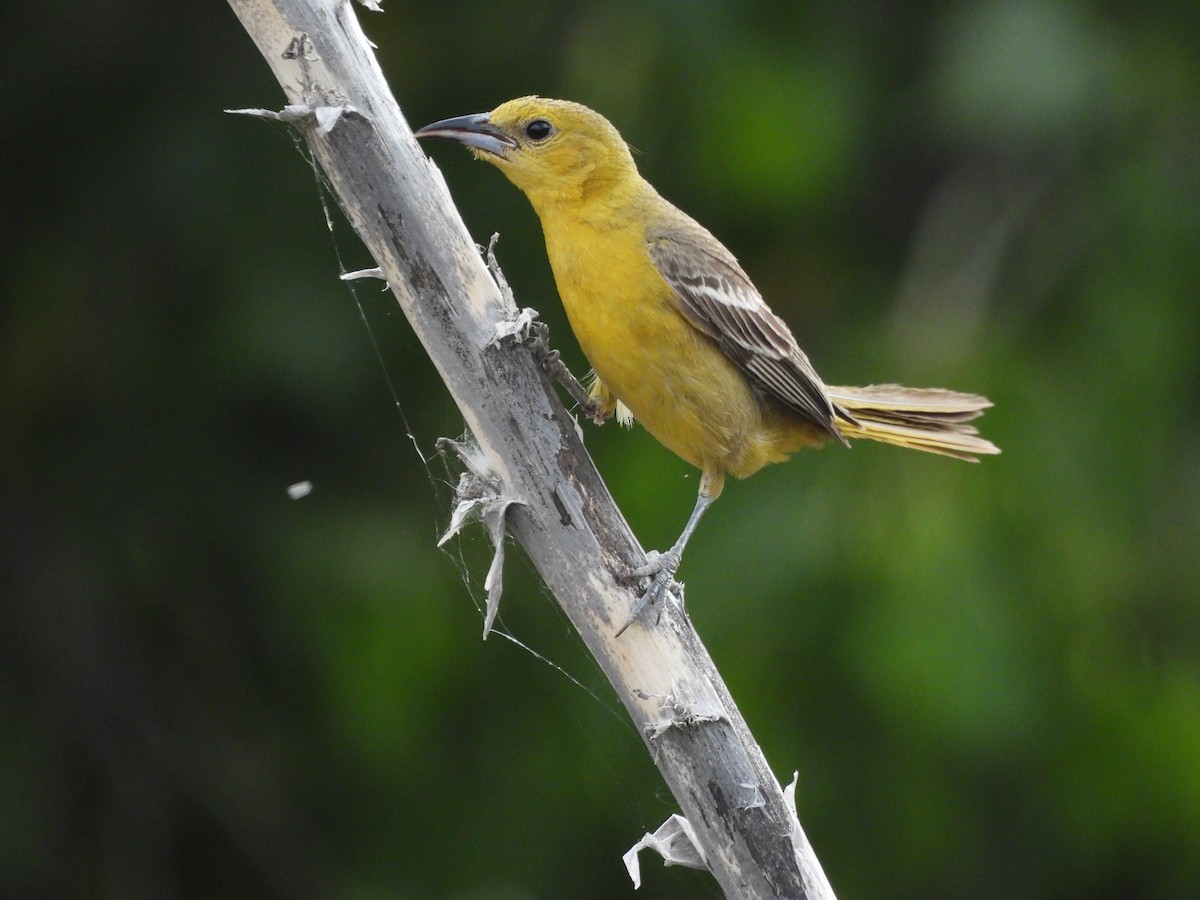 Hooded Oriole - ML620706763