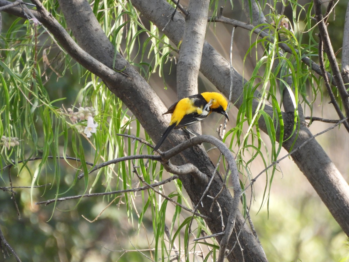 Hooded Oriole - ML620706764