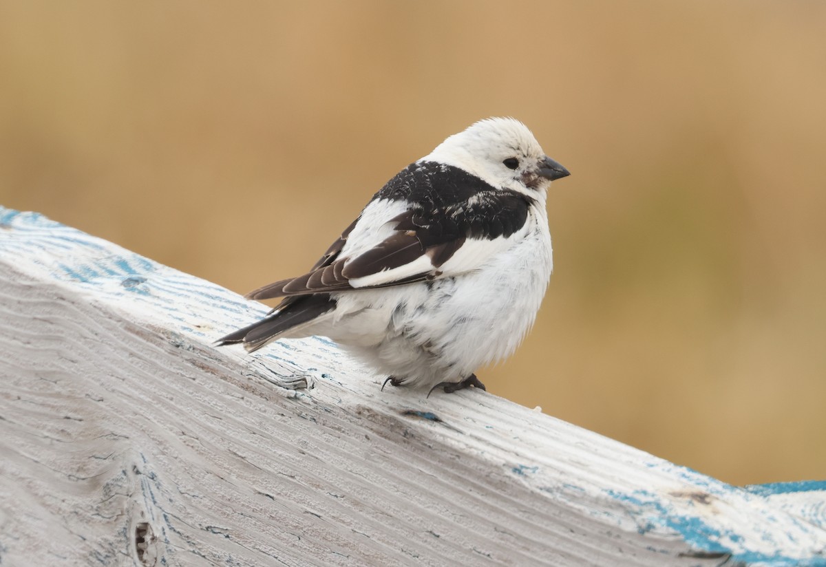 Snow Bunting - ML620706768