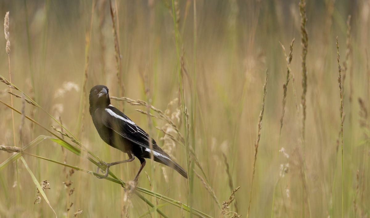 bobolink - ML620706769