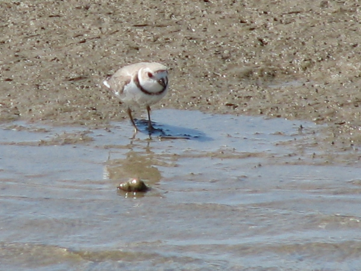 Piping Plover - ML620706770