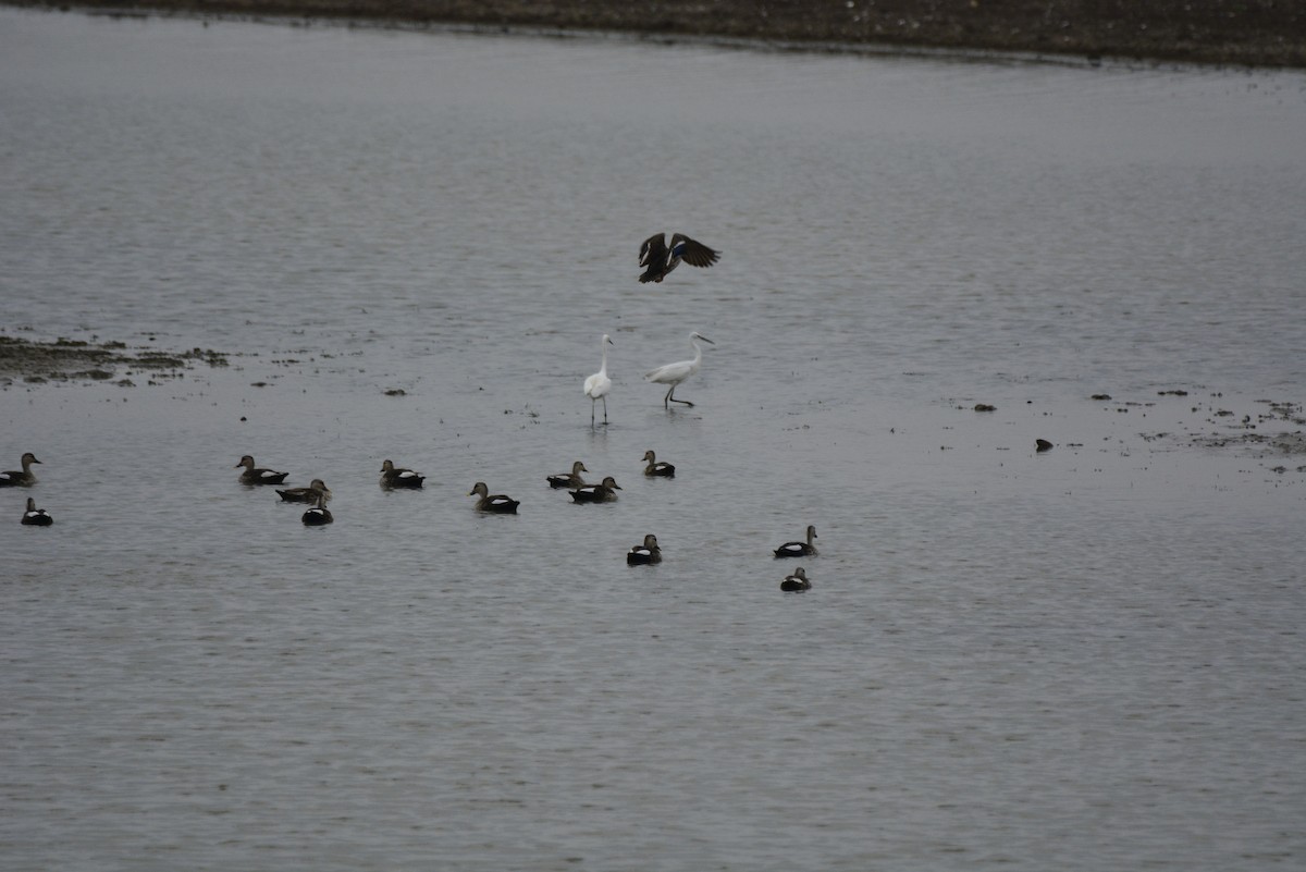 Indian Spot-billed Duck - ML620706773