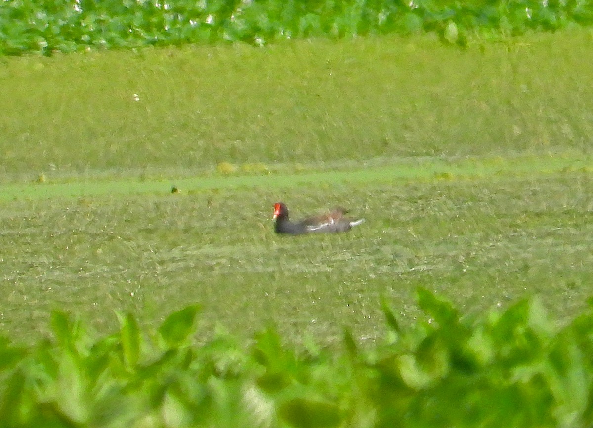 Common Gallinule - James R. Hill, III