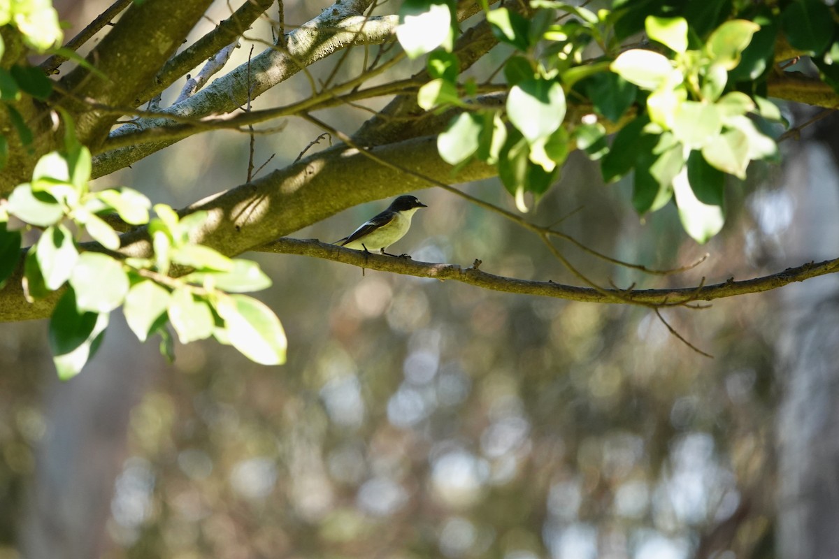 European Pied Flycatcher - ML620706780