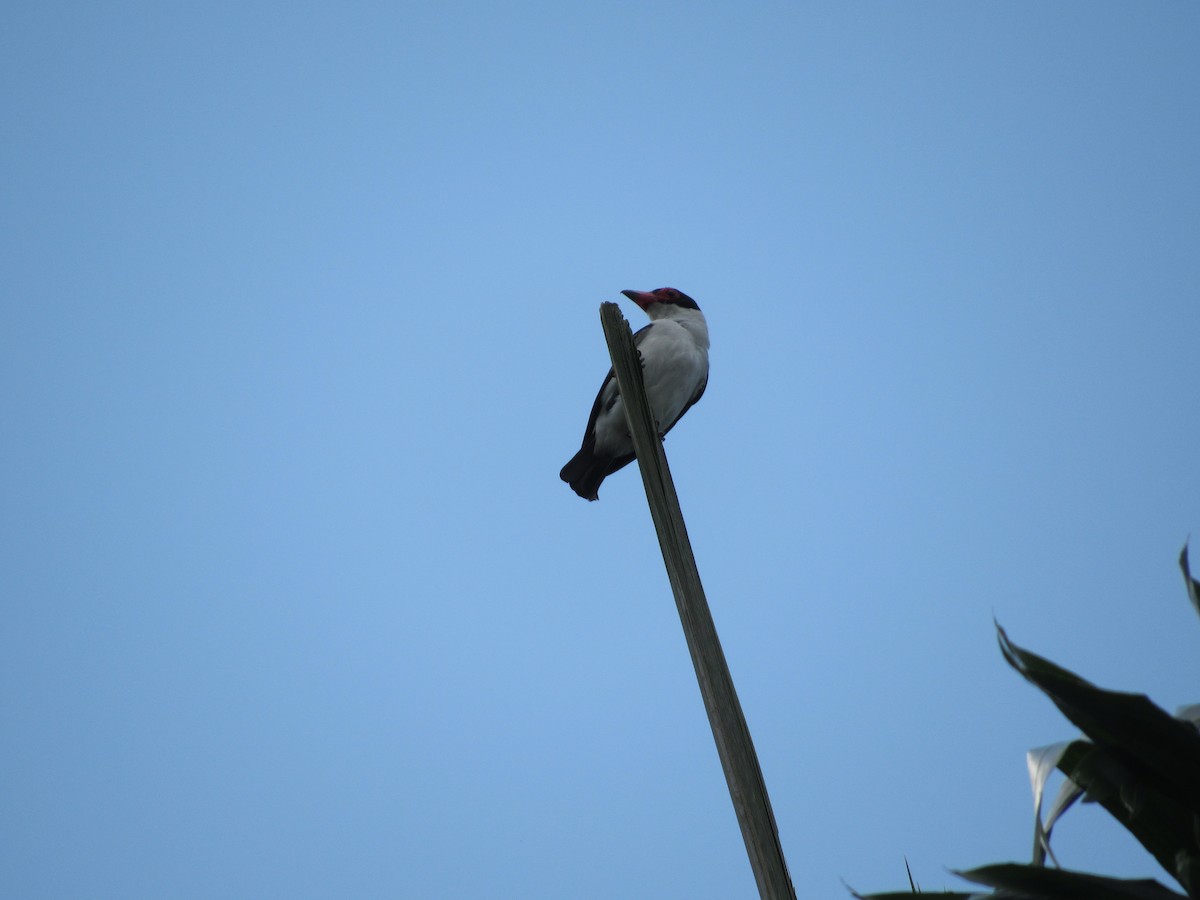 Black-tailed Tityra - Ángel Dolón