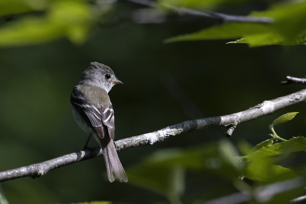 Least Flycatcher - ML620706784