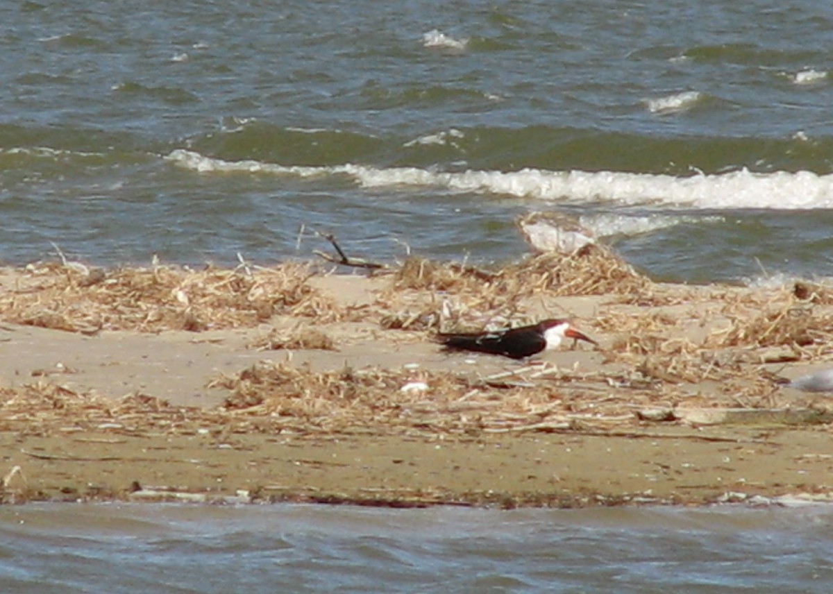 Black Skimmer - ML620706785