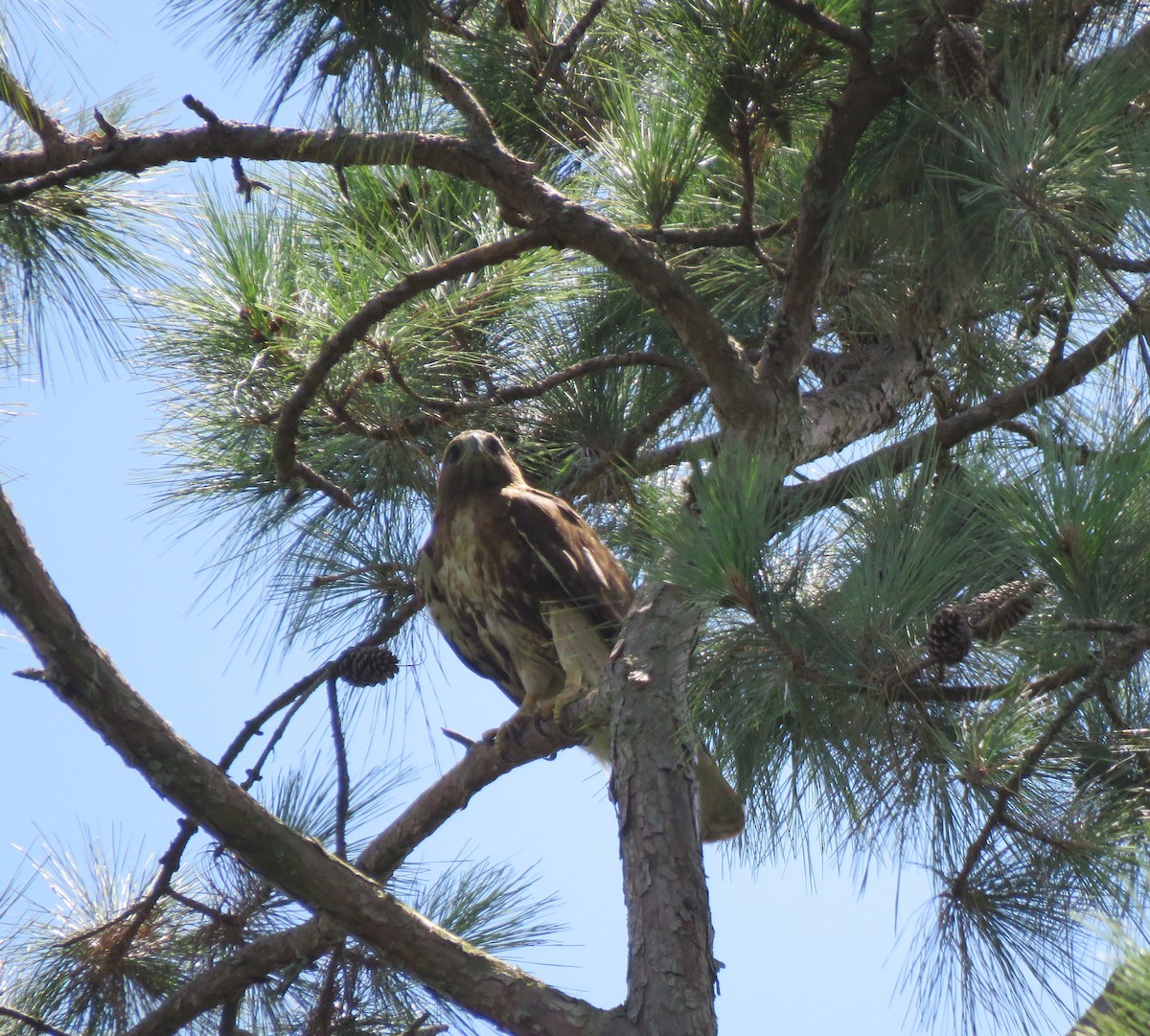 Red-tailed Hawk - ML620706787