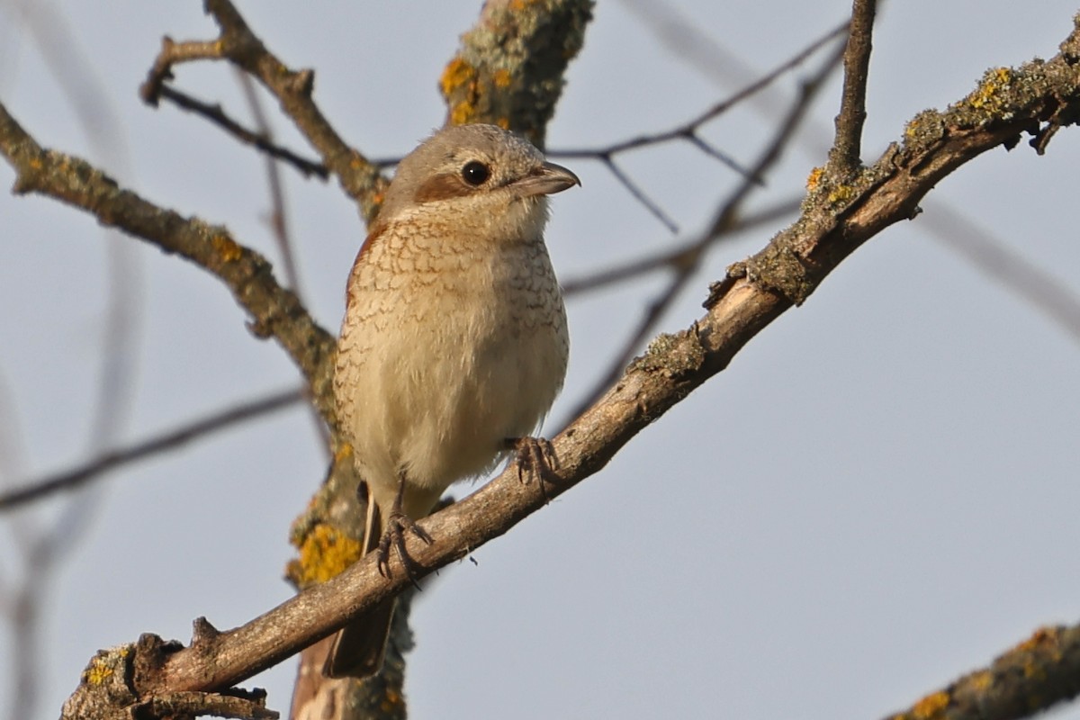 Red-backed Shrike - ML620706789