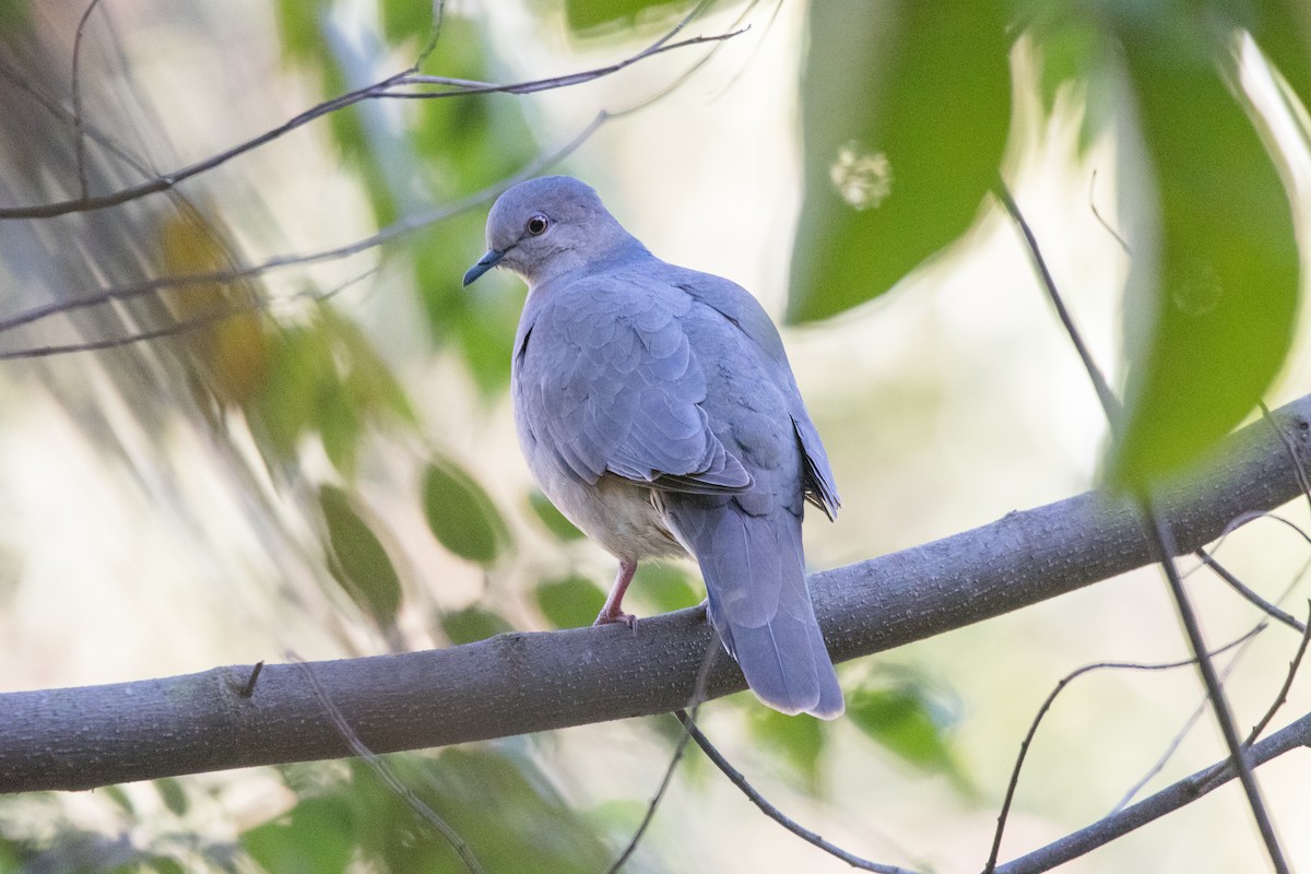 White-tipped Dove - ML620706790