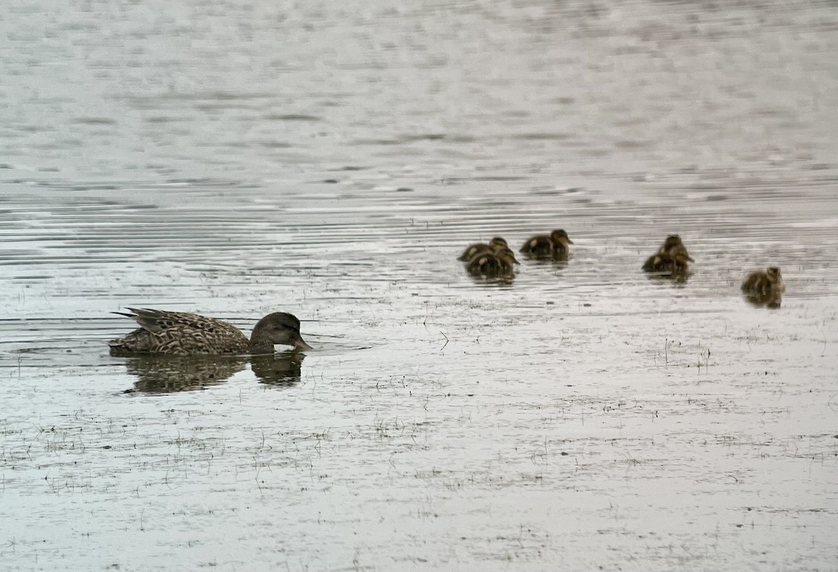 Gadwall - ML620706792