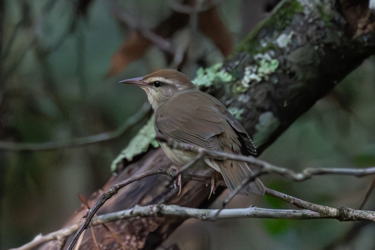 Swainson's Warbler - ML620706793