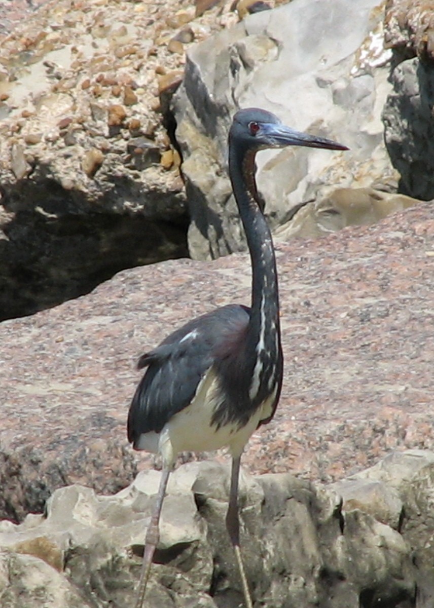 Tricolored Heron - ML620706795