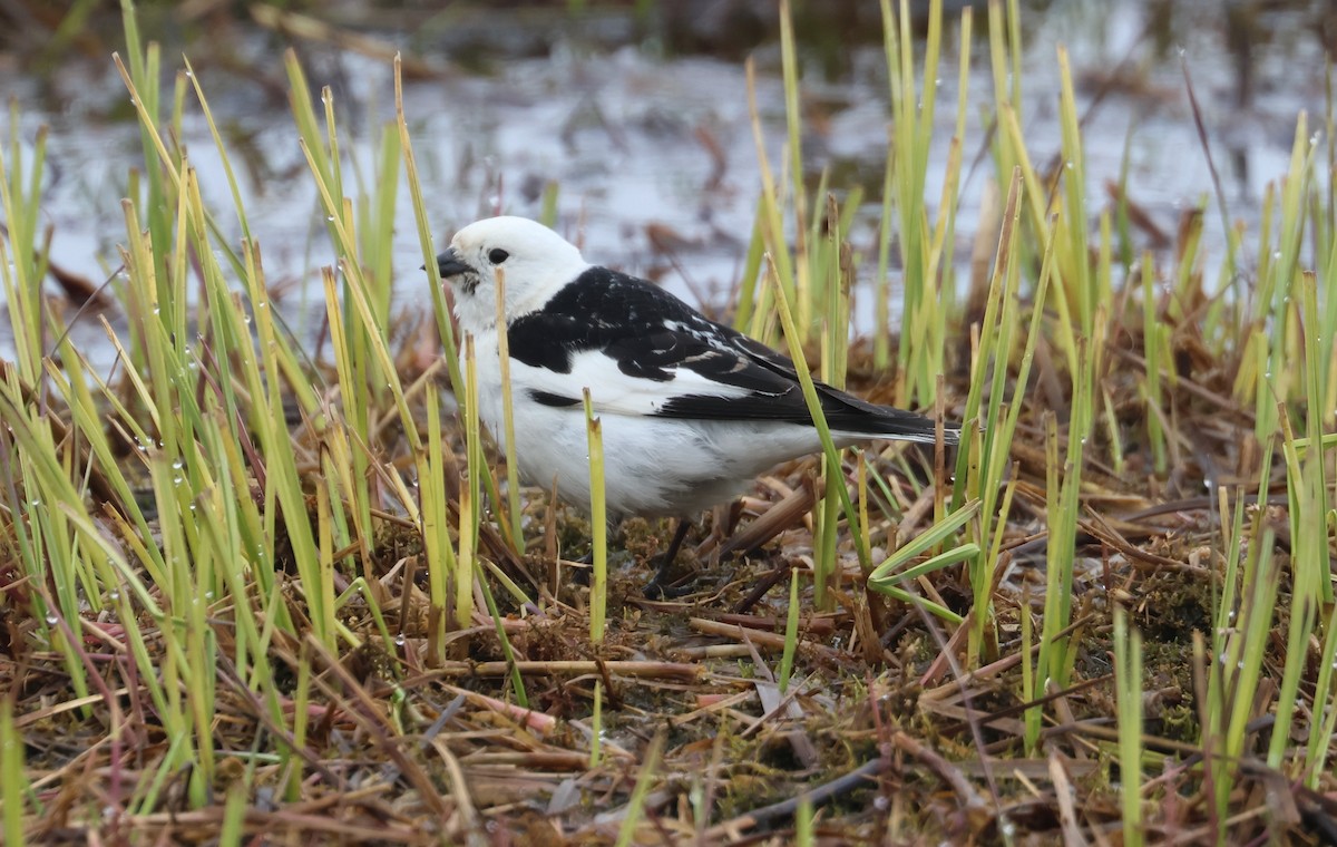 Snow Bunting - ML620706796