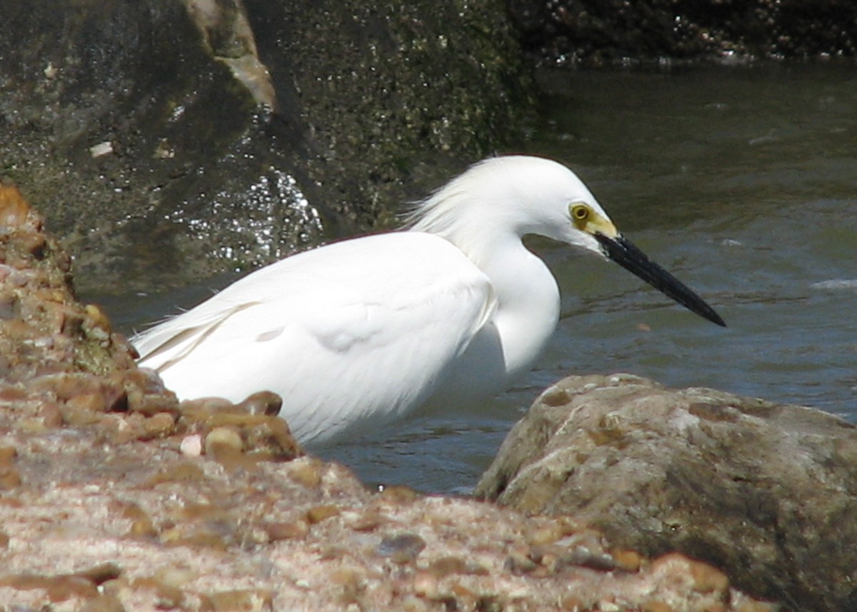 Snowy Egret - ML620706797