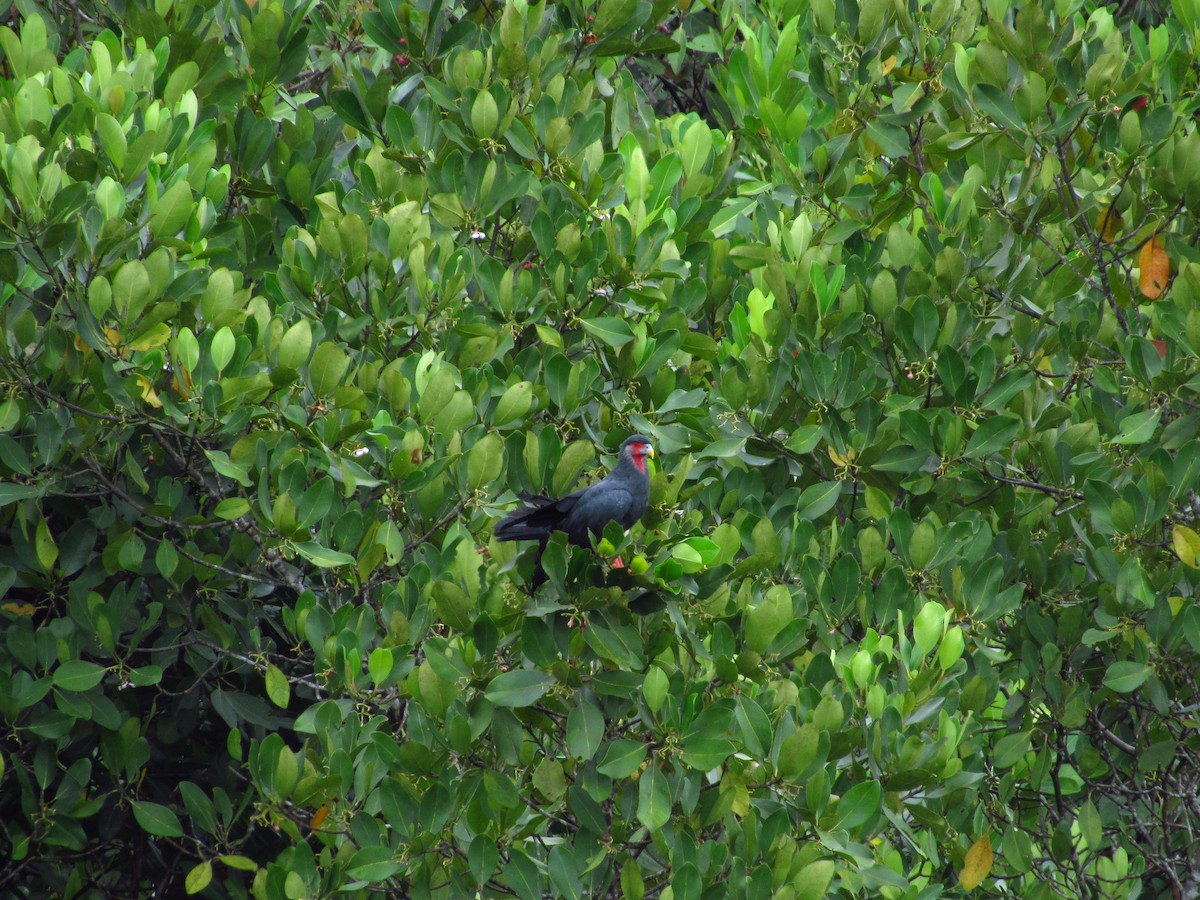 Caracara à gorge rouge - ML620706798