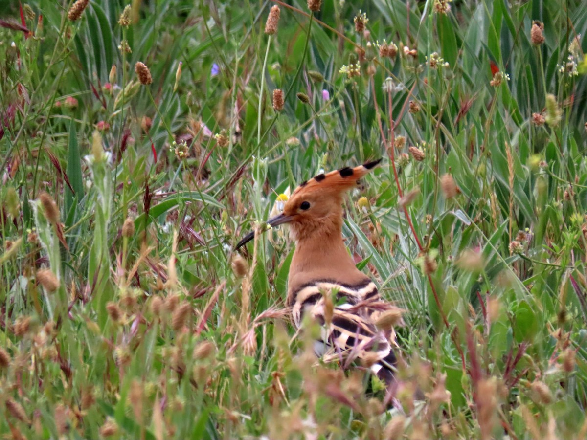 Eurasian Hoopoe - ML620706799