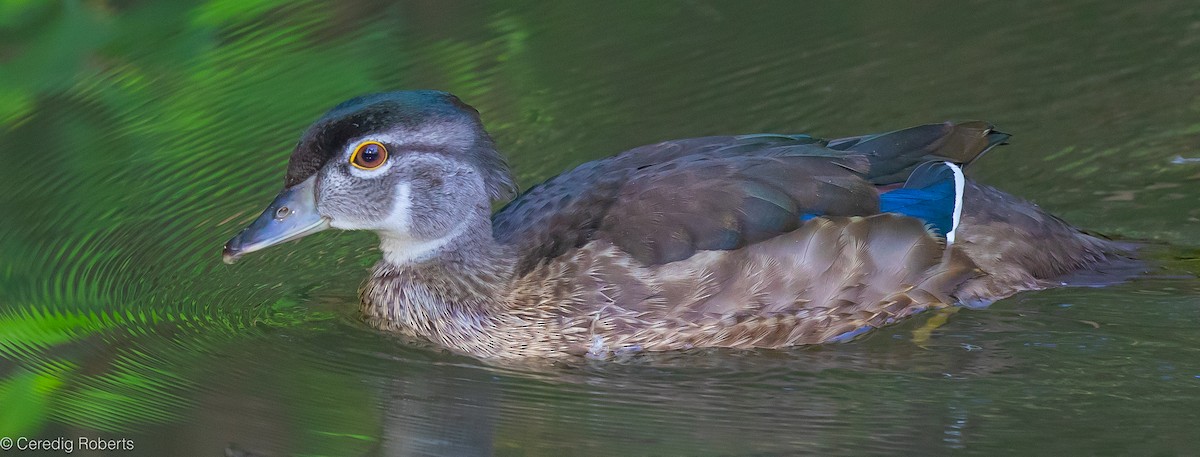 Wood Duck - ML620706803