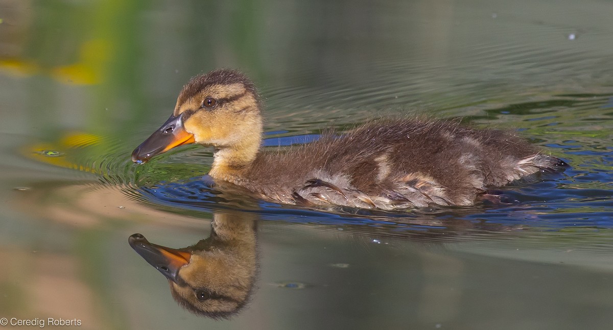 Mallard - Ceredig  Roberts