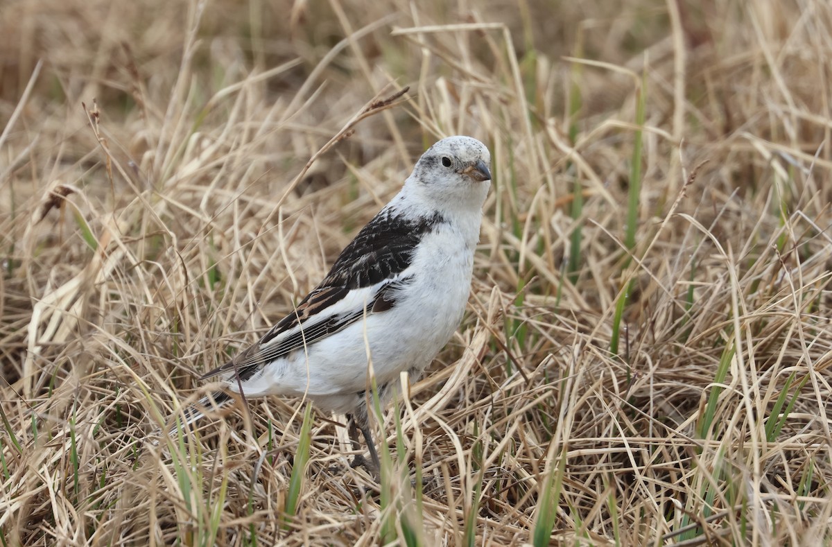 Snow Bunting - ML620706806