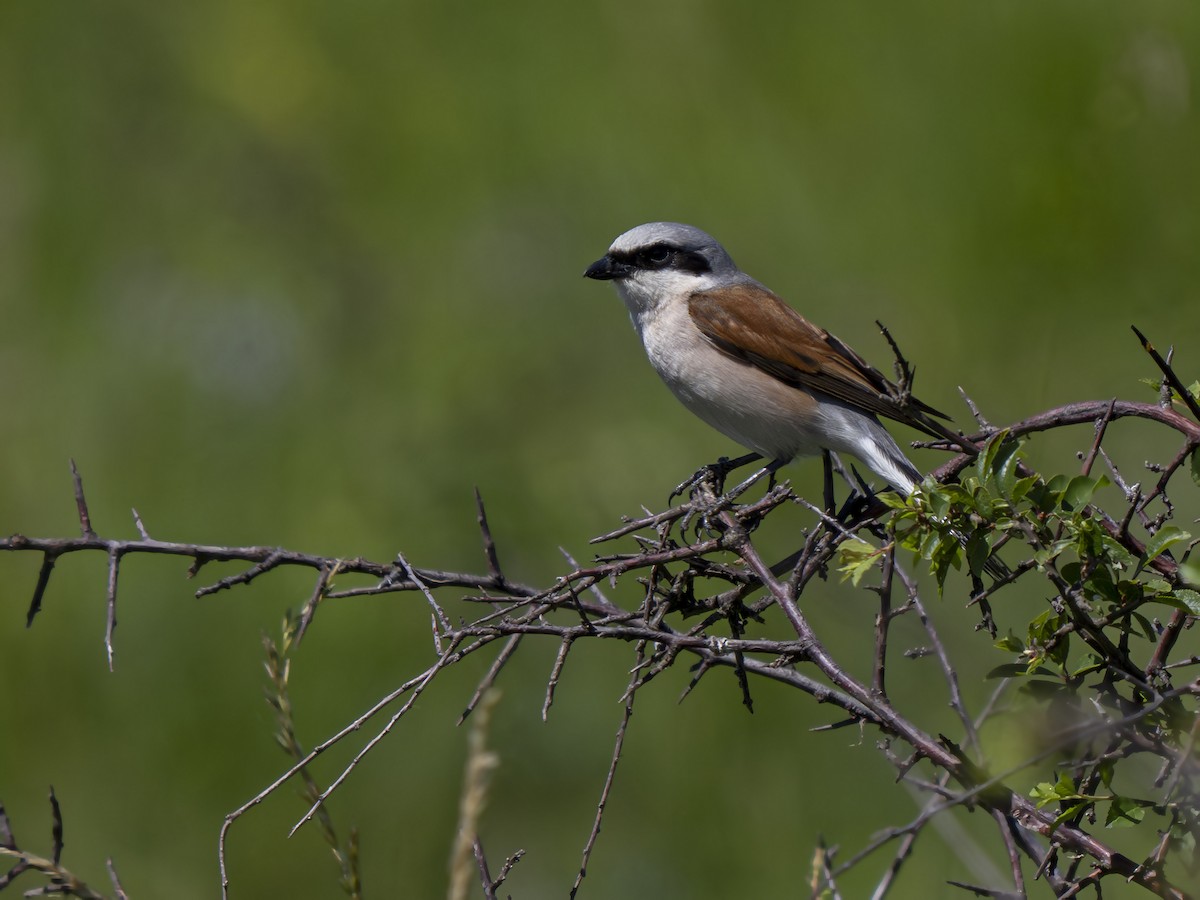 Red-backed Shrike - ML620706807