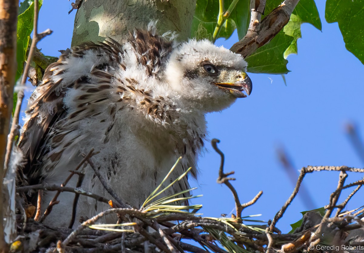 Cooper's Hawk - ML620706809