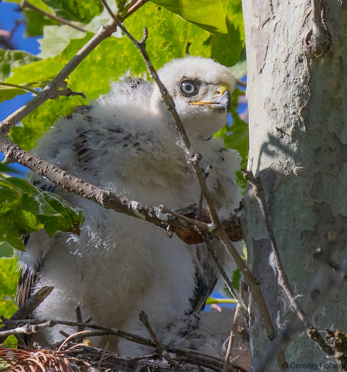 Cooper's Hawk - ML620706810