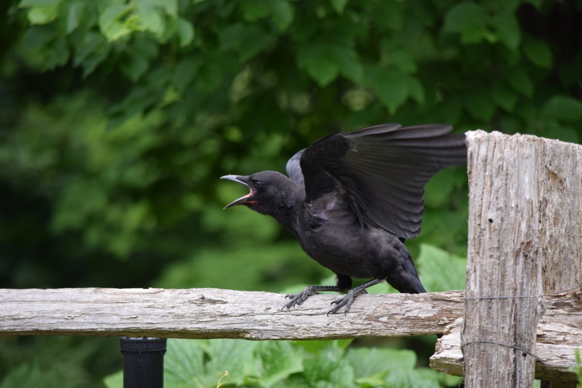 American Crow - Sandie Barriere