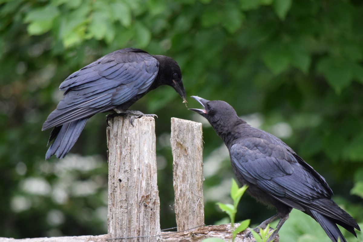 American Crow - ML620706812