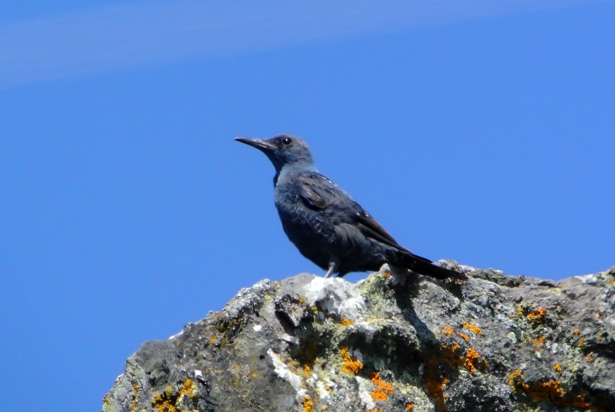 Blue Rock-Thrush - ML620706818