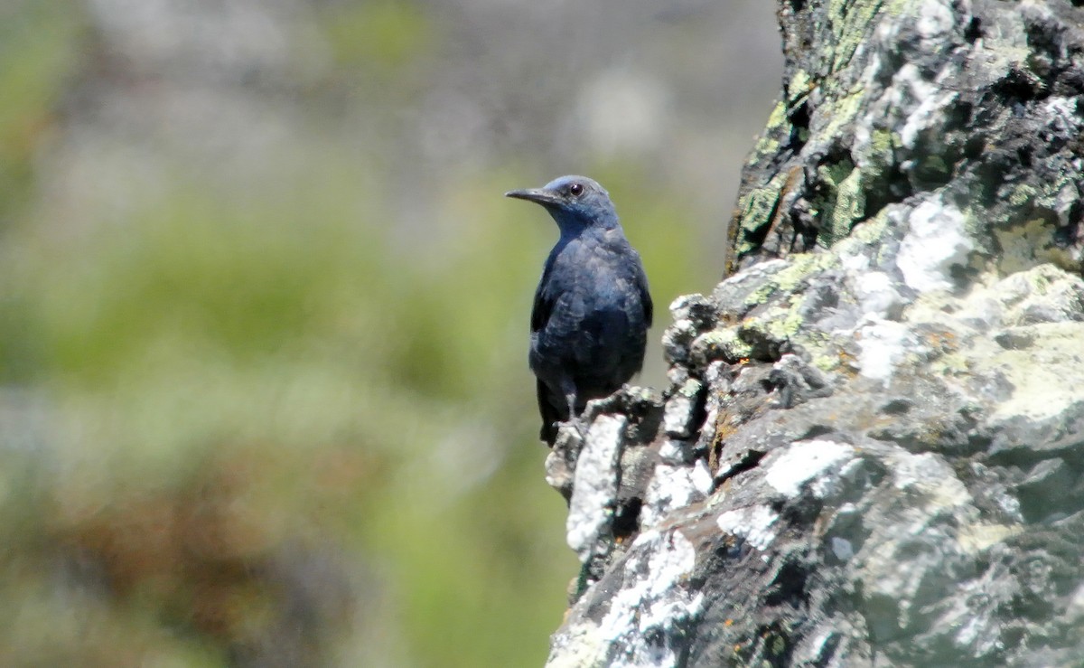 Blue Rock-Thrush - ML620706819