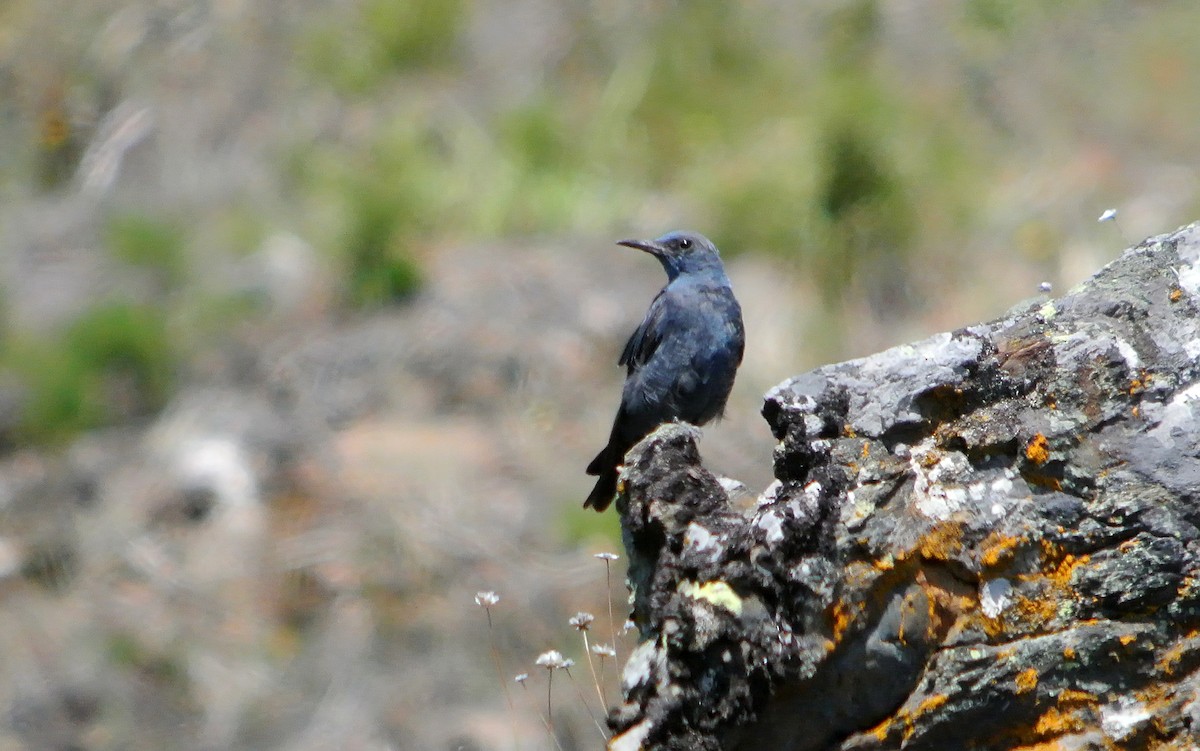 Blue Rock-Thrush - ML620706820