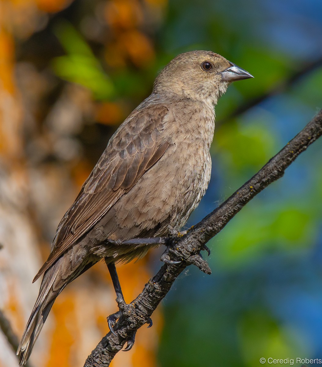 Brown-headed Cowbird - ML620706832