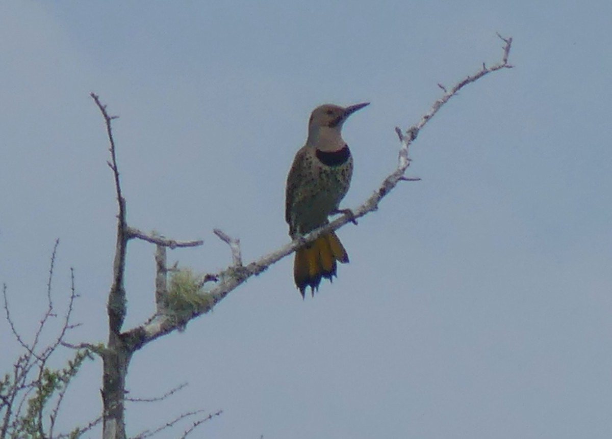 Northern Flicker - ML620706836