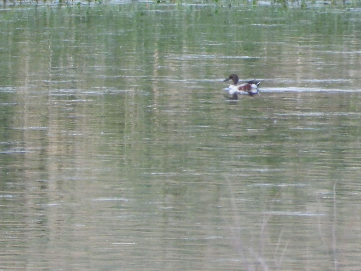 Northern Shoveler - ML620706837