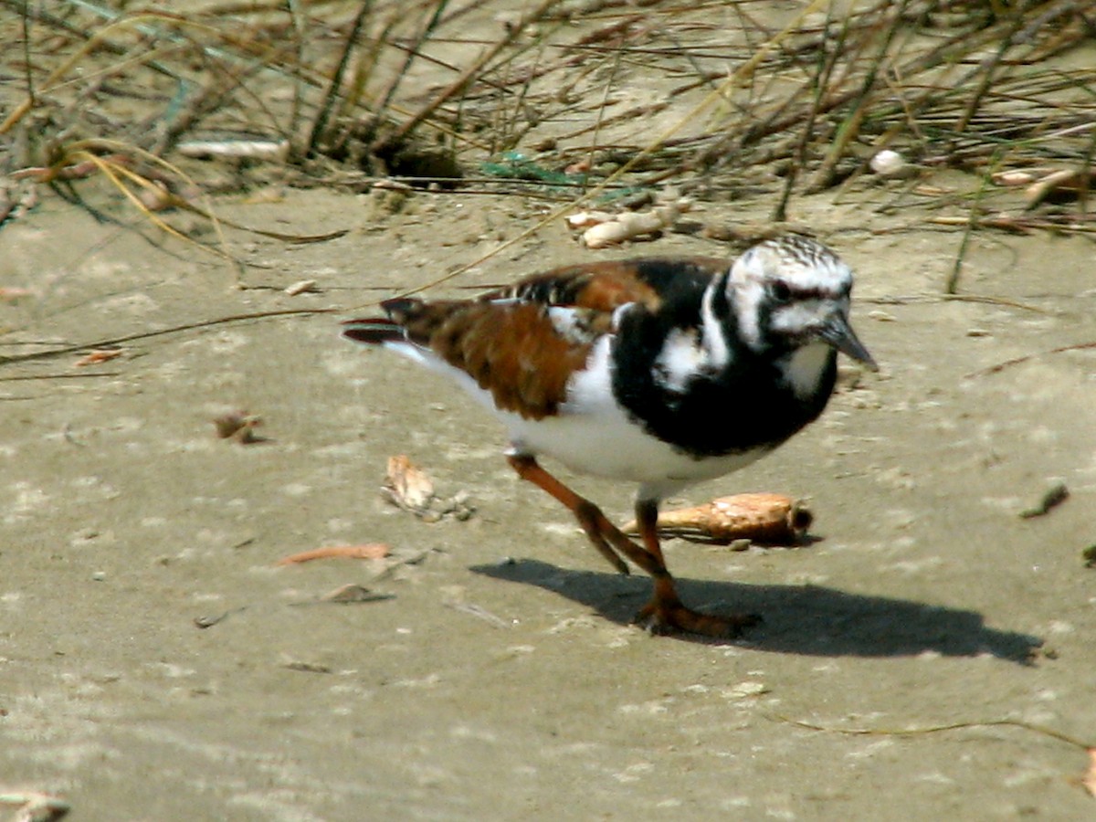 Ruddy Turnstone - ML620706839