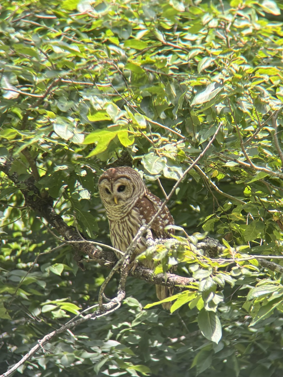 Barred Owl - ML620706842