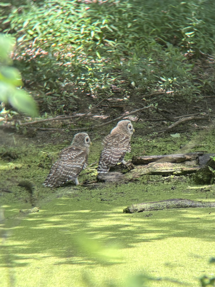 Barred Owl - ML620706843