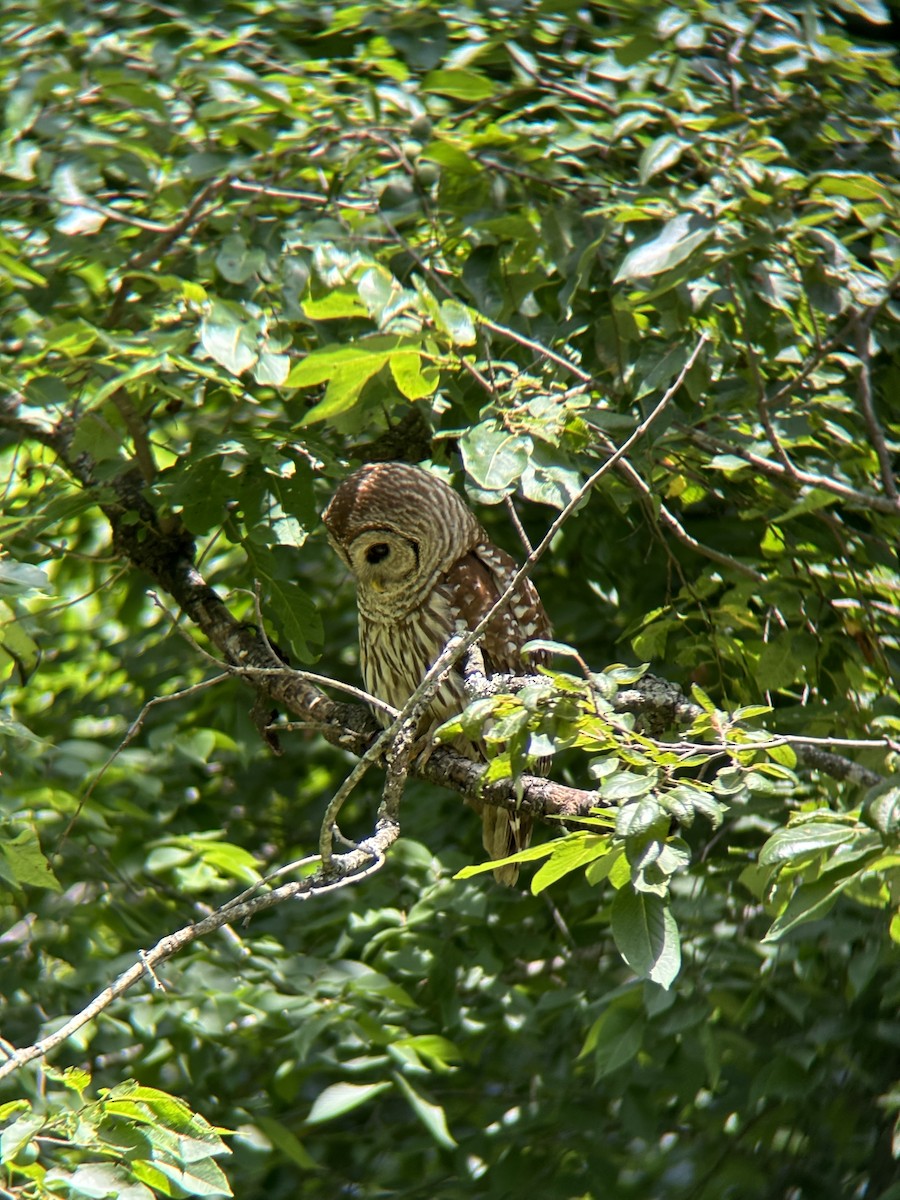 Barred Owl - ML620706844