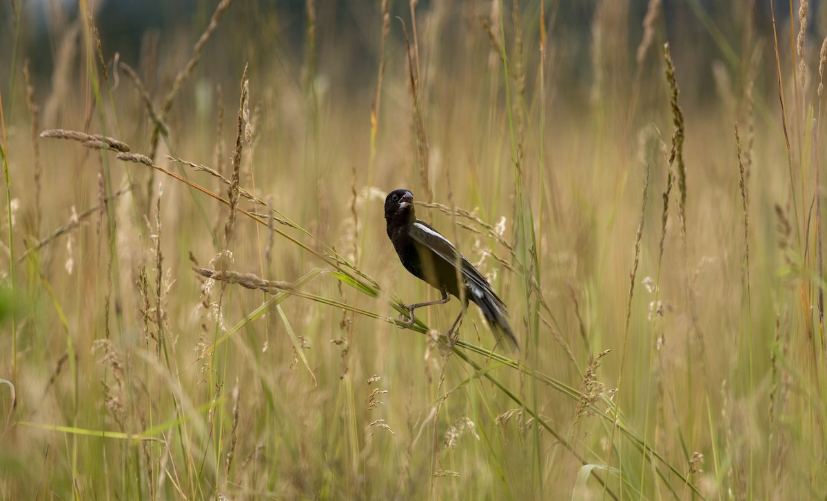 bobolink - ML620706845