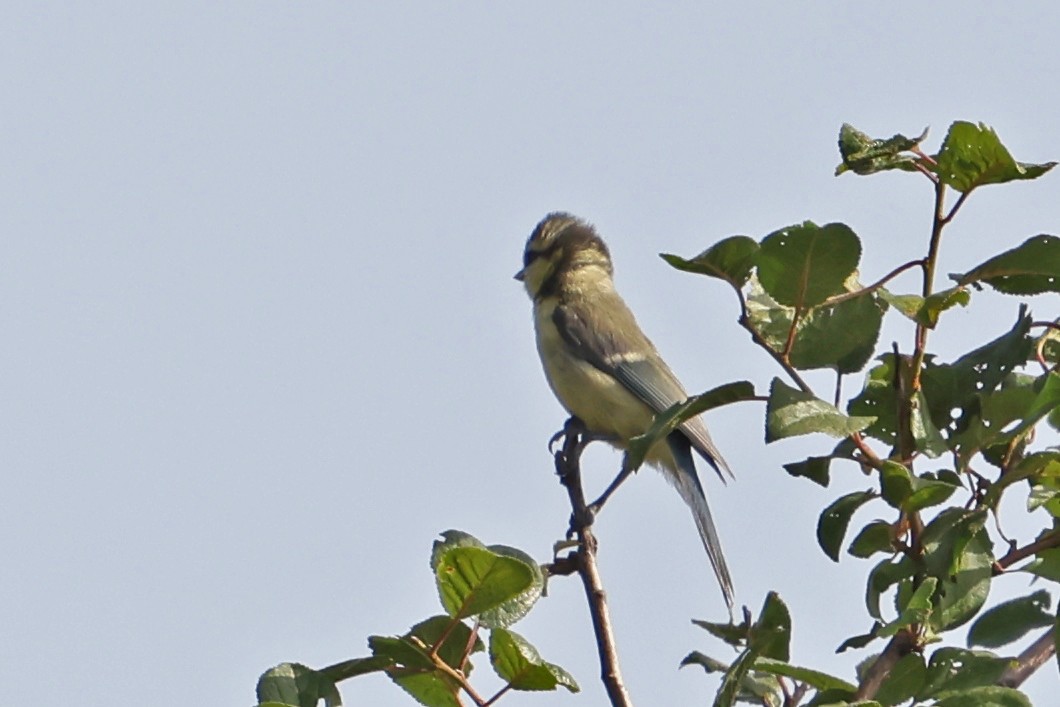 Eurasian Blue Tit - ML620706848