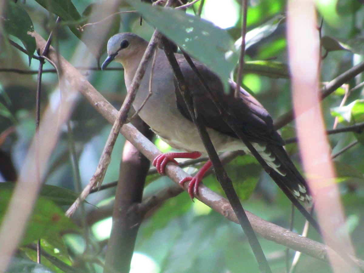 Gray-fronted Dove - ML620706852