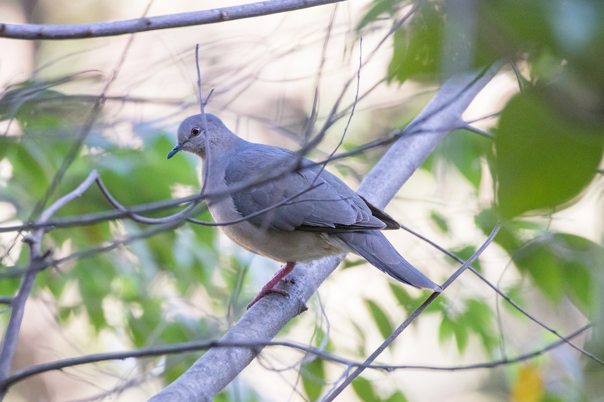 White-tipped Dove - ML620706861