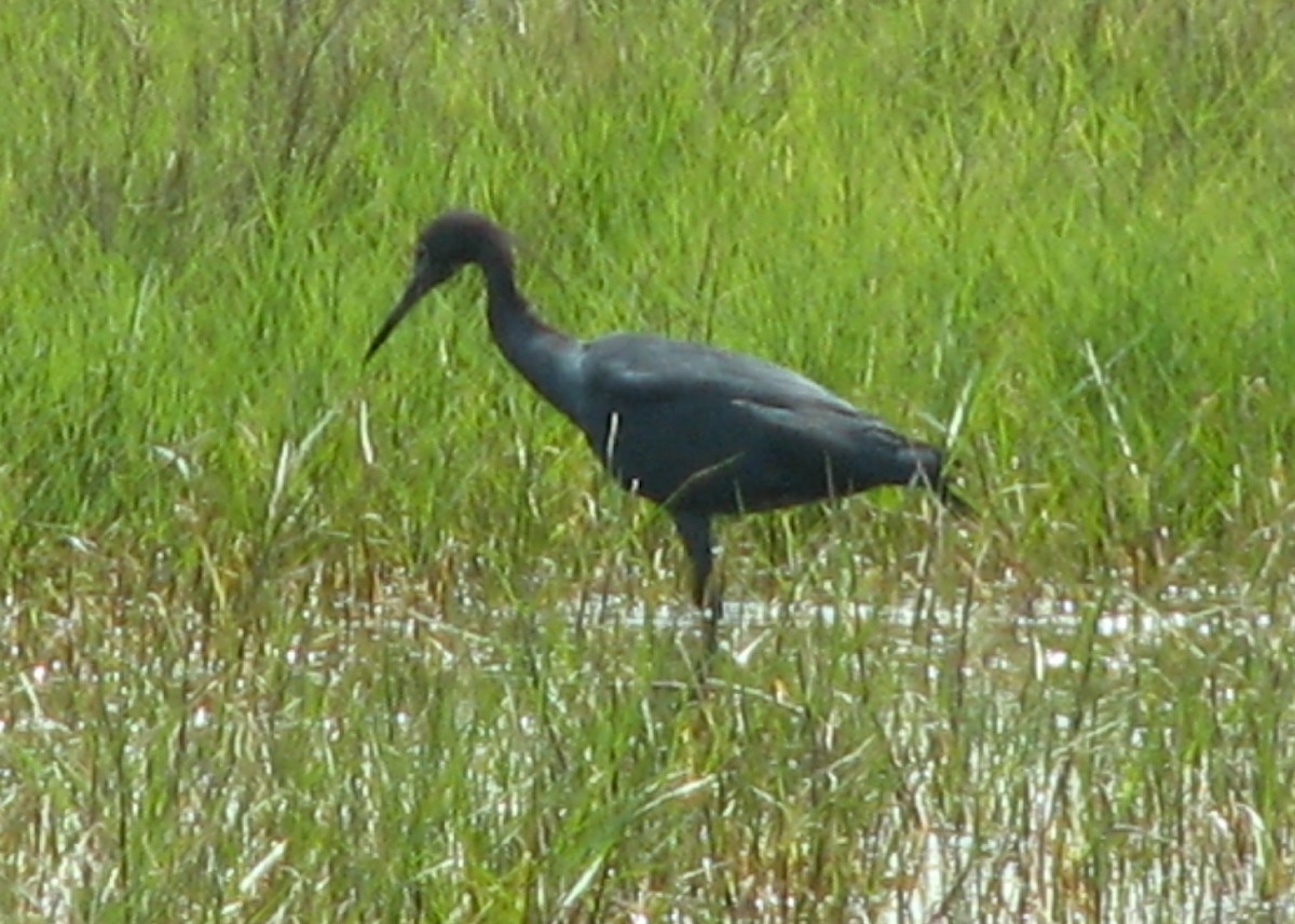 Little Blue Heron - ML620706863